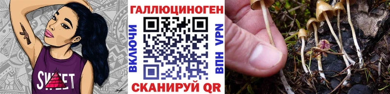 где найти   Электросталь  Псилоцибиновые грибы GOLDEN TEACHER 